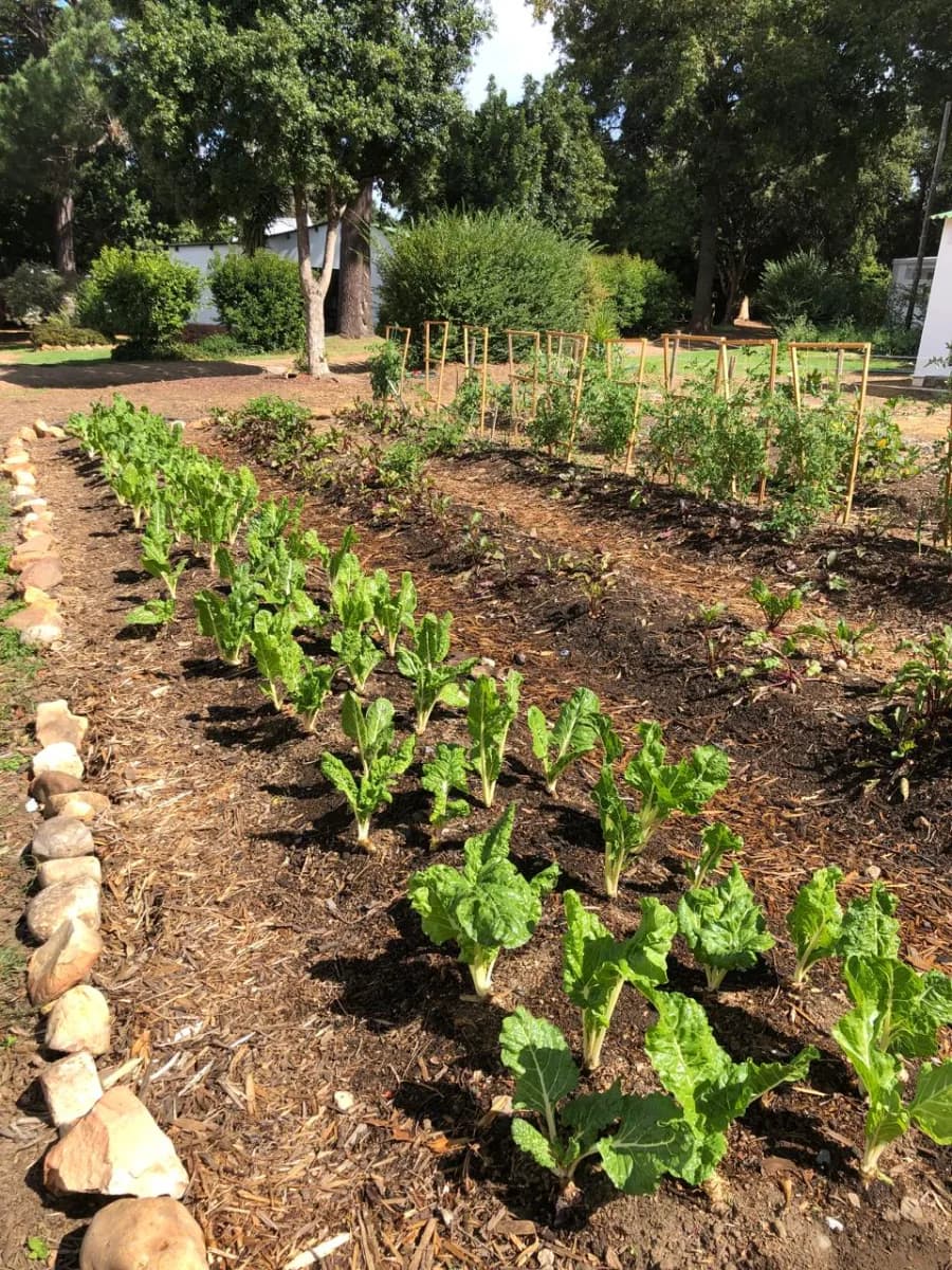 Vegetable Garden